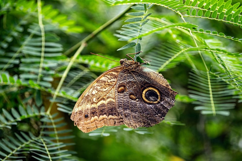 Butterfly Effect Consequences